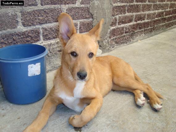 Foto del perro Traviesa