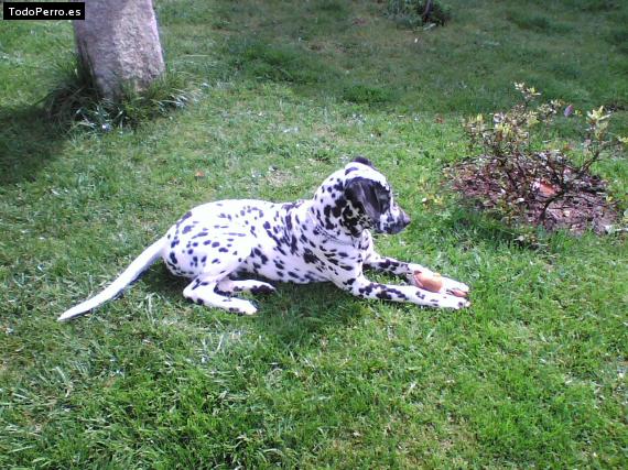 Foto del perro Pintas