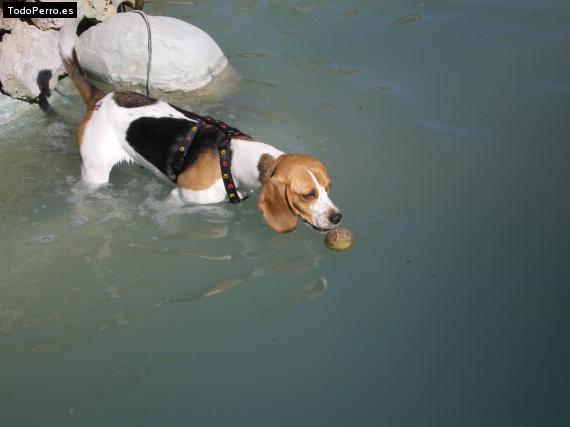 Foto del perro Lola