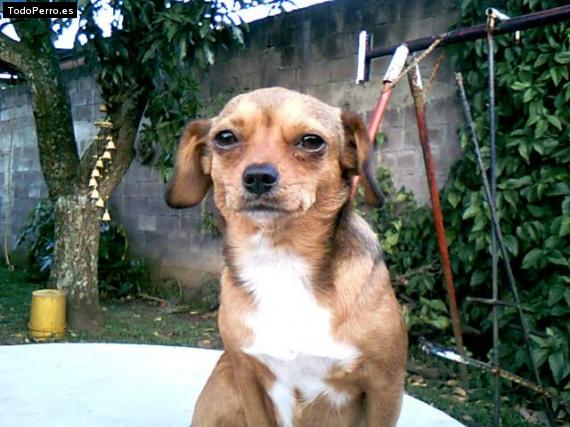 Foto del perro Chuchi