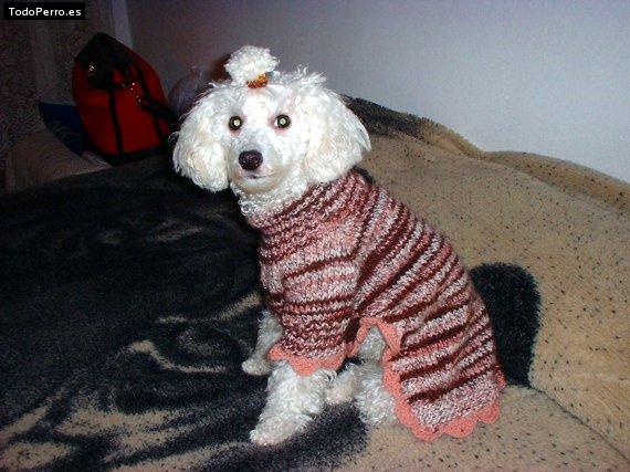 Foto del perro Wendy slava