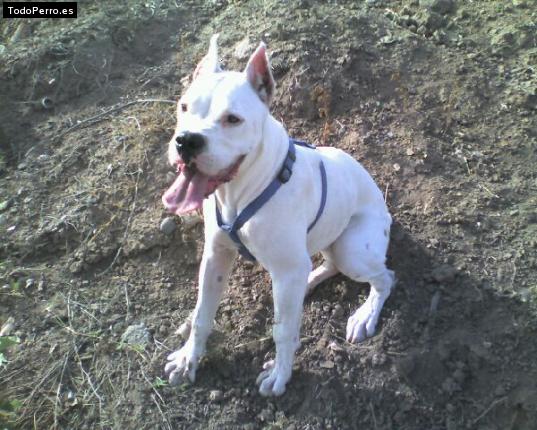 La foto del perro Roxy Foto del perro Roxy