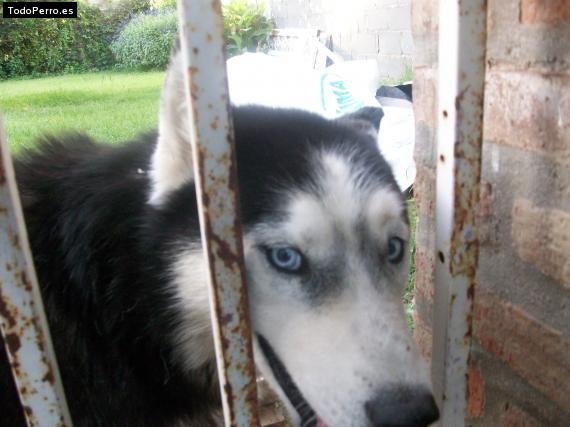 Foto del perro Tadeo