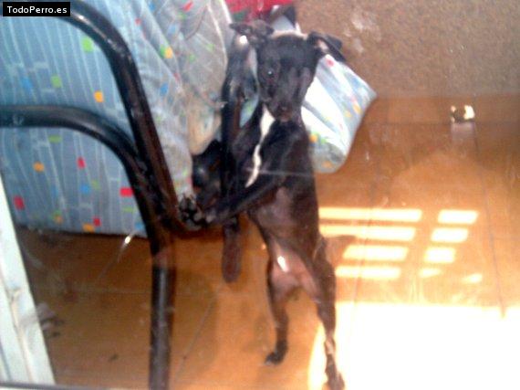 Foto del perro Secy