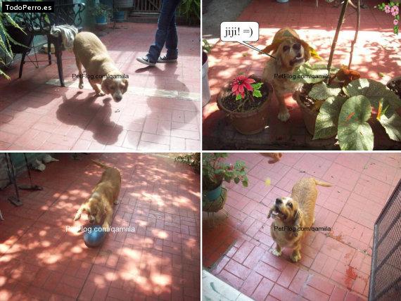 Foto del perro Camila