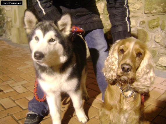 Foto del perro Amy y sakura