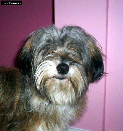 Foto del perro Tomy