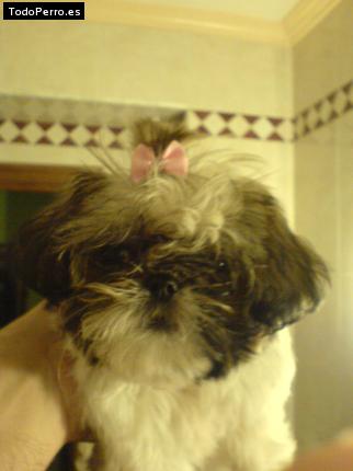 Foto del perro Lily