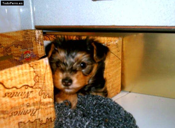 Foto del perro Miko