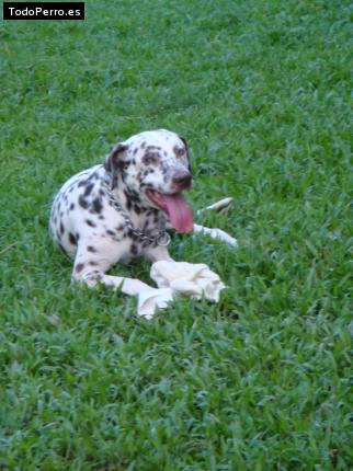 Foto del perro Rex