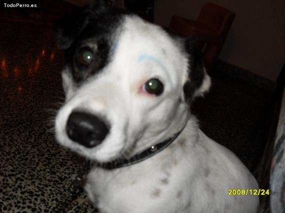 Foto del perro Snider
