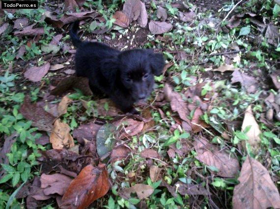 Foto del perro Samanta