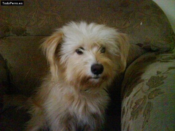 Foto del perro Caramelo