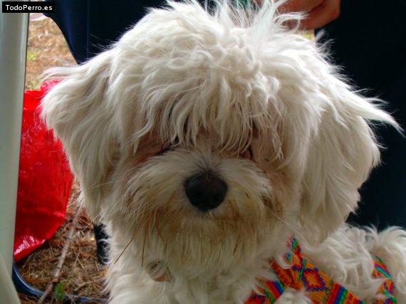 Foto del perro Roy