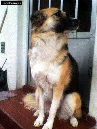 Foto del perro Nubita