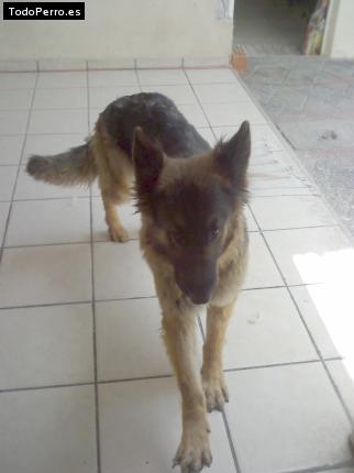 Foto del perro Chloe