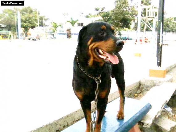 Foto del perro Onix