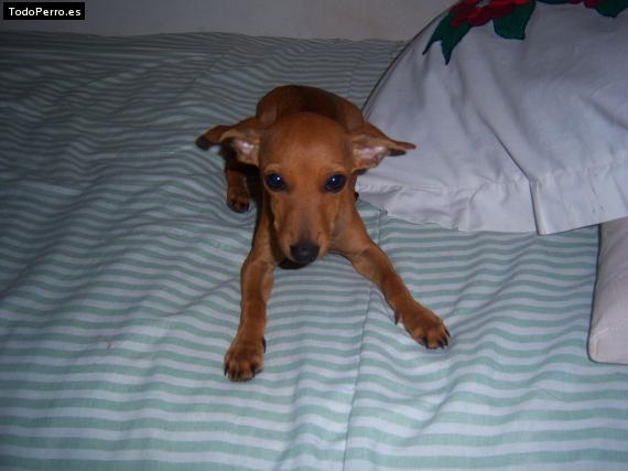 Foto del perro Teo