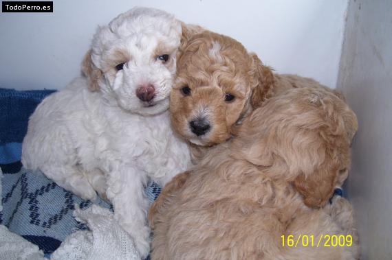 Foto del perro Nieve violeta y lucas