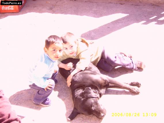 La foto del perro Rufo Foto del perro Rufo