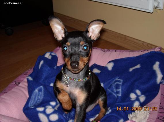 Foto del perro Isabella