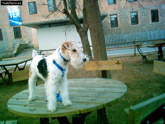 Foto del perro Troca