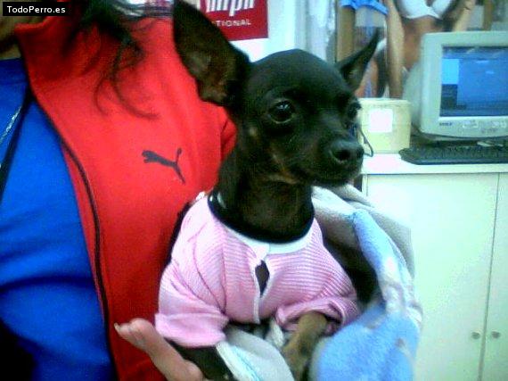 Foto del perro Barbie