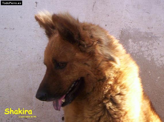 Foto del perro Shakira