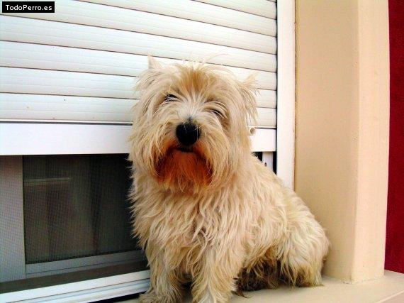 La foto del perro Chiqui Foto del perro Chiqui