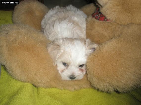 Foto del perro Cloe