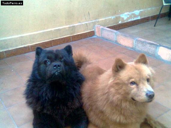 Foto del perro Rey y principe