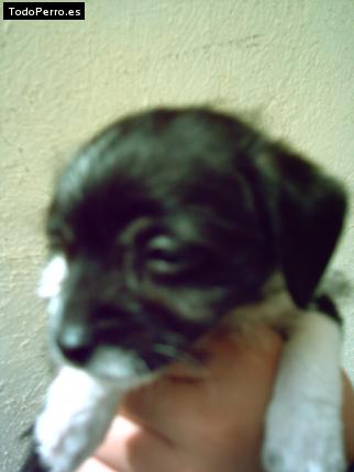 Foto del perro Chicho