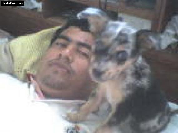 Foto del perro Moke