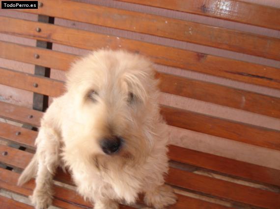 Foto del perro Chipotle