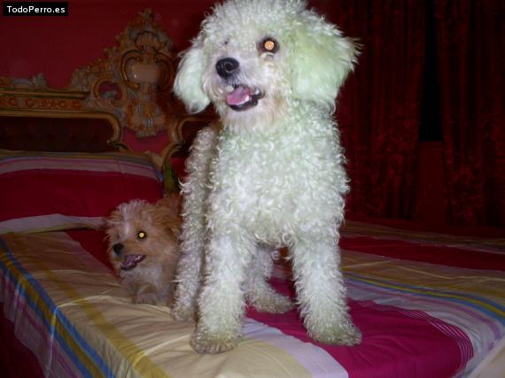Foto del perro Susy