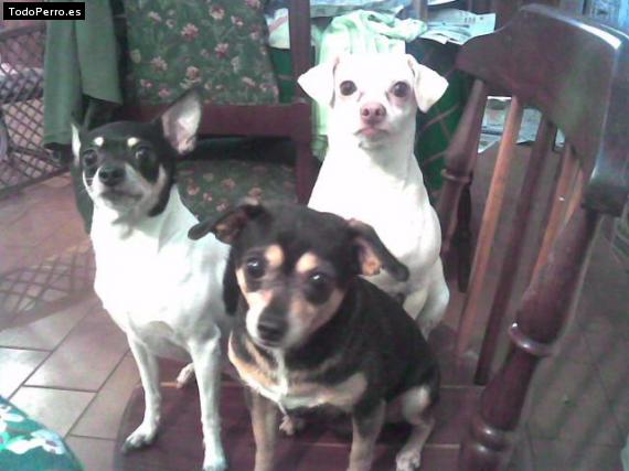 Foto del perro Claudiaelena, odi y blanca