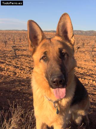 Foto del perro Balto