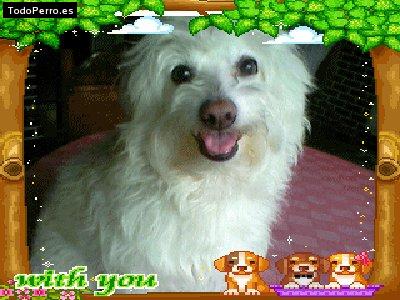 Foto del perro Motosso