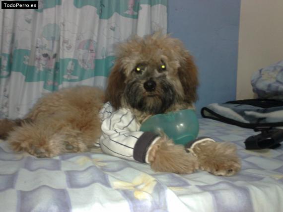 Foto del perro Stick