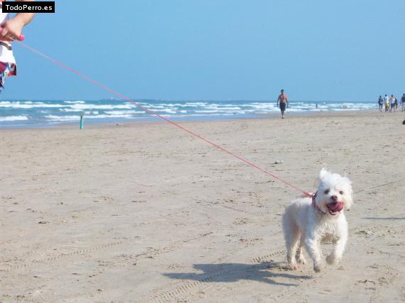 Foto del perro Muñeca