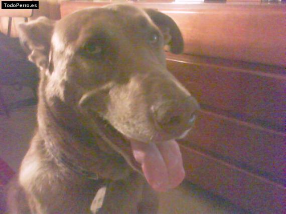 Foto del perro Roy