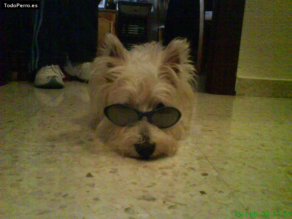 Foto del perro Wendy