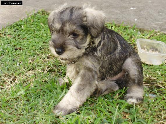 Foto del perro Astor