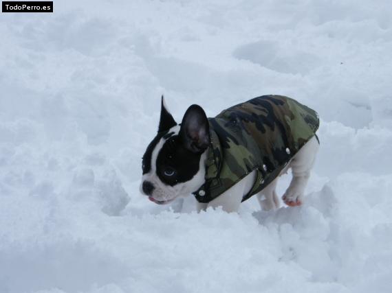 Foto del perro Buba