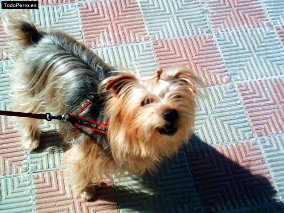 Foto del perro Sam