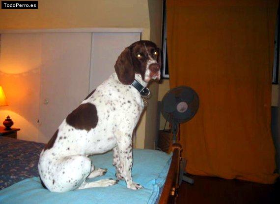 La foto del perro Cronos Foto del perro Cronos