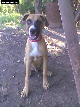 Foto del perro Sultan