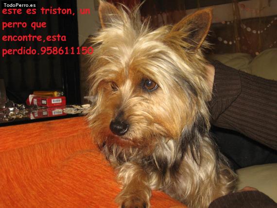 Foto del perro Triston