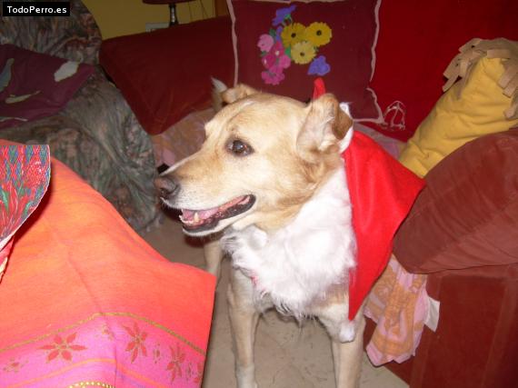 Foto del perro Rem