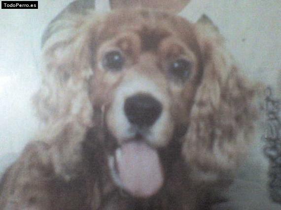 Foto del perro Snoopy
